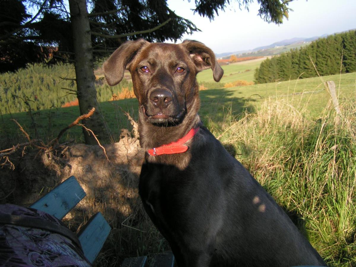 Fewo Talula - Sauerland Mit Hund Medebach Buitenkant foto
