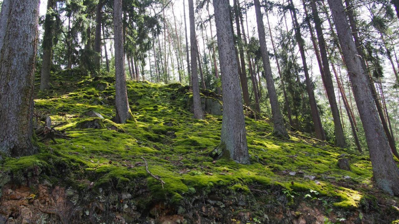 Fewo Talula - Sauerland Mit Hund Medebach Buitenkant foto